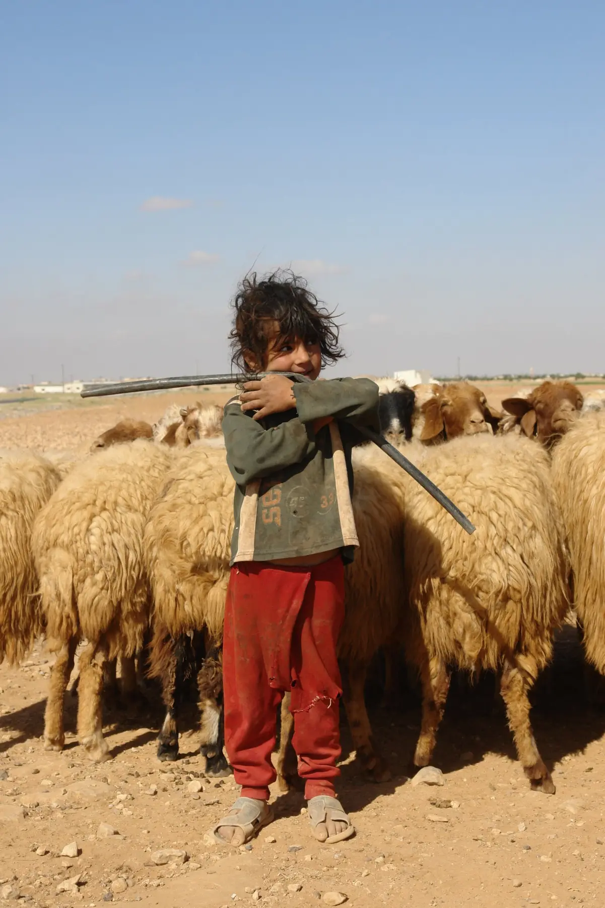 الأغنامُ في بادية الفرات: منها اللحمُ واللبنُ والسمن، وهي الطرفُ الثاني من هذه الطبخة.