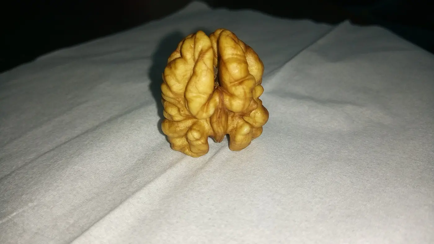 الجوز: ما يعطي الغطاءَ قوامَه، ولا يُصنع الصحنُ بدونه.