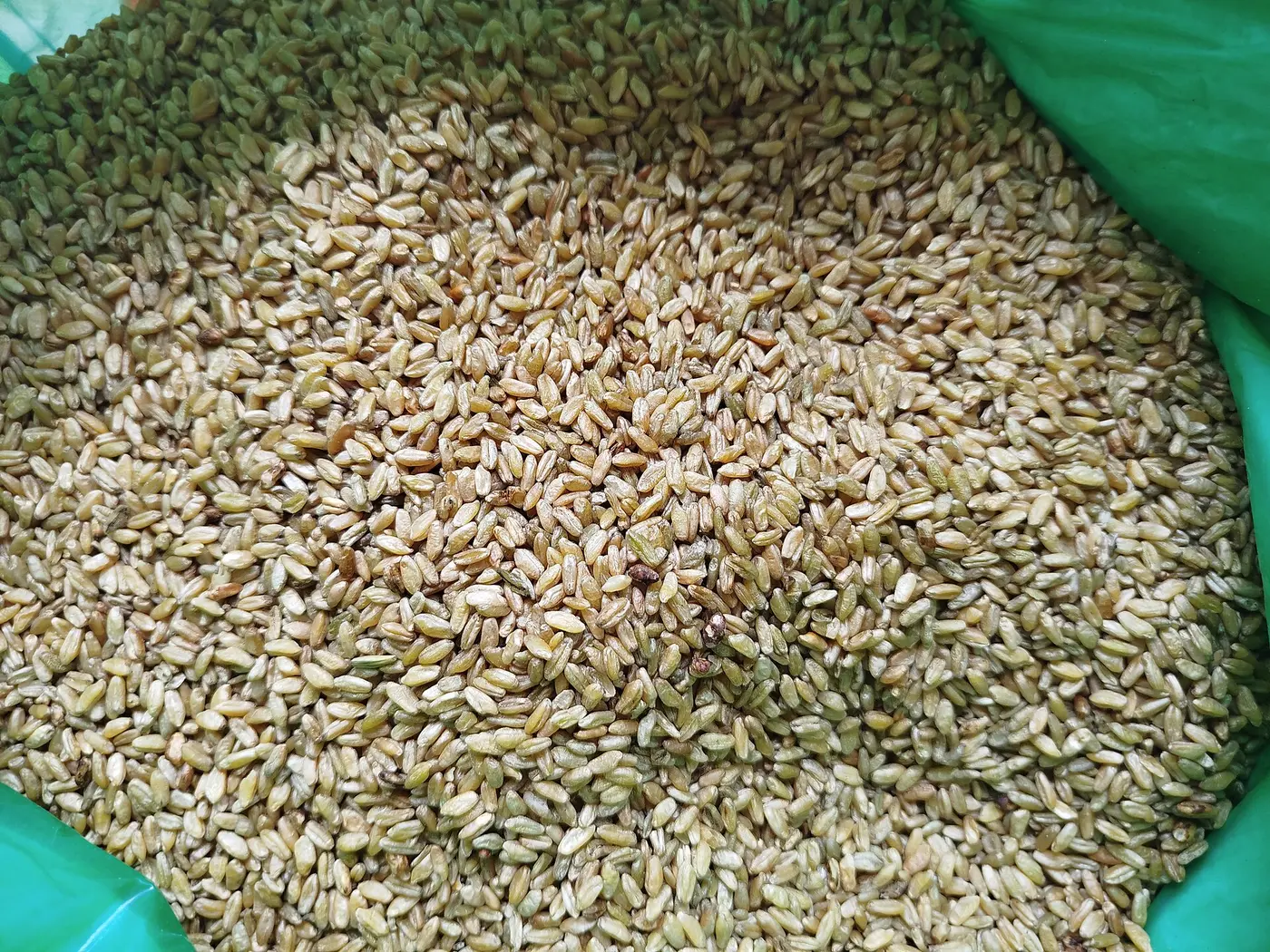 حَبُّ الفريكة: أخضرُ اللون، وفيه رائحةُ الدخان التي تميّزه عن كلّ حَبٍّ آخر.